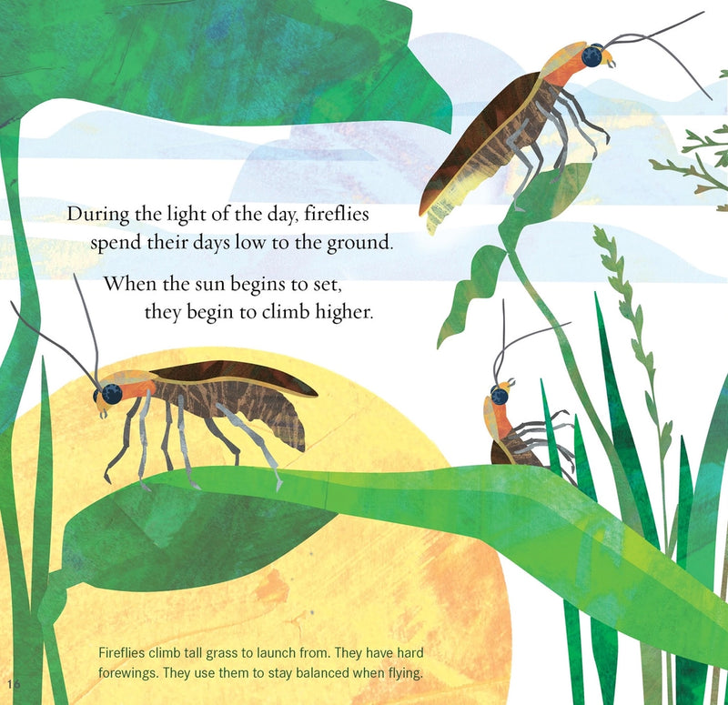 Light the Sky, Firefly! Picture Book
sample page