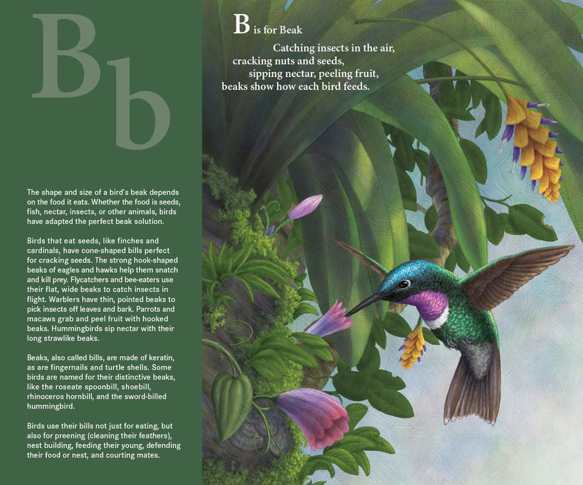 F Is For Feathers Picture Book: A Bird Alphabet - Letter B