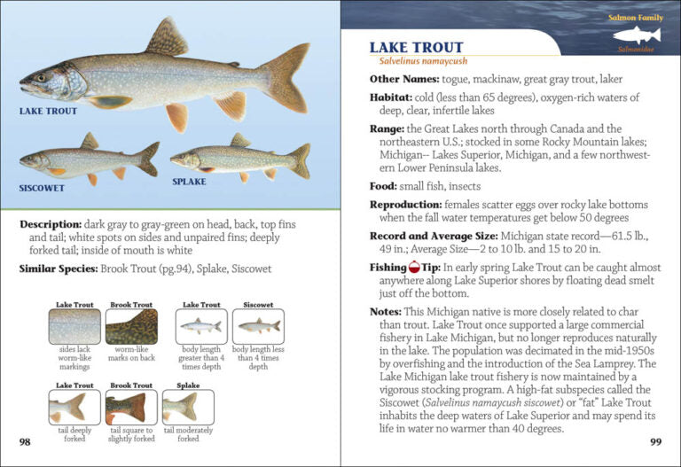 Fish of Michigan Field Guide, 2nd edition