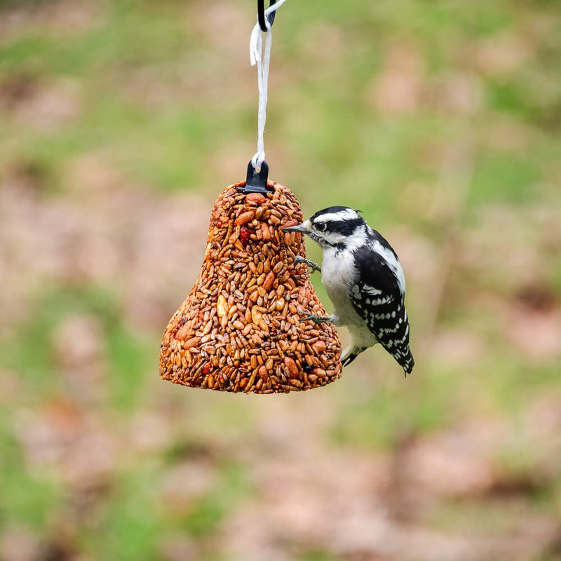 Seasonal Seed Bell Bundle
