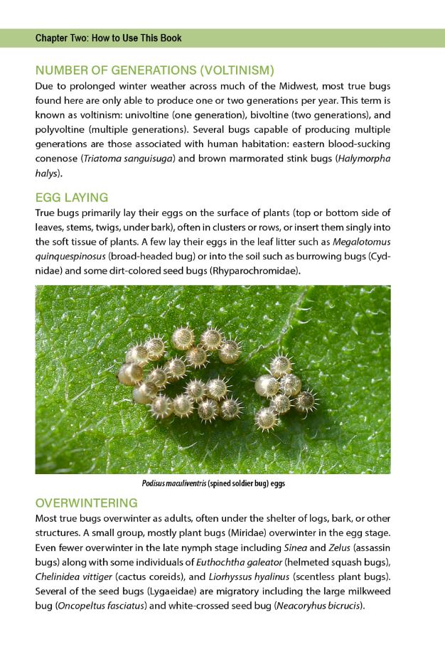 Flower Bug Identification Guide Flower Bugs: A Guide to Flower-Associated True Bugs of the Midwest ...