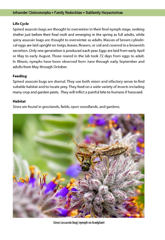 Flower Bugs: A Guide to Flower-Associated True Bugs of the Midwest
sample page