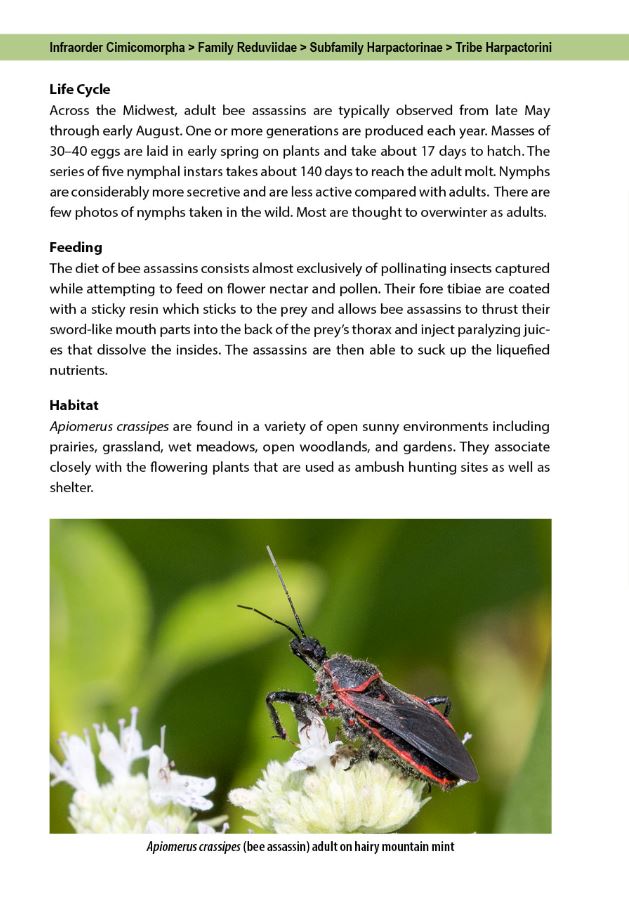 Flower Bugs: A Guide to Flower-Associated True Bugs of the Midwest
sample page