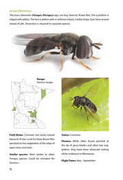 Flower Flies of Minnesota
sample pages