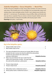 Flower Flies of Minnesota
sample pages