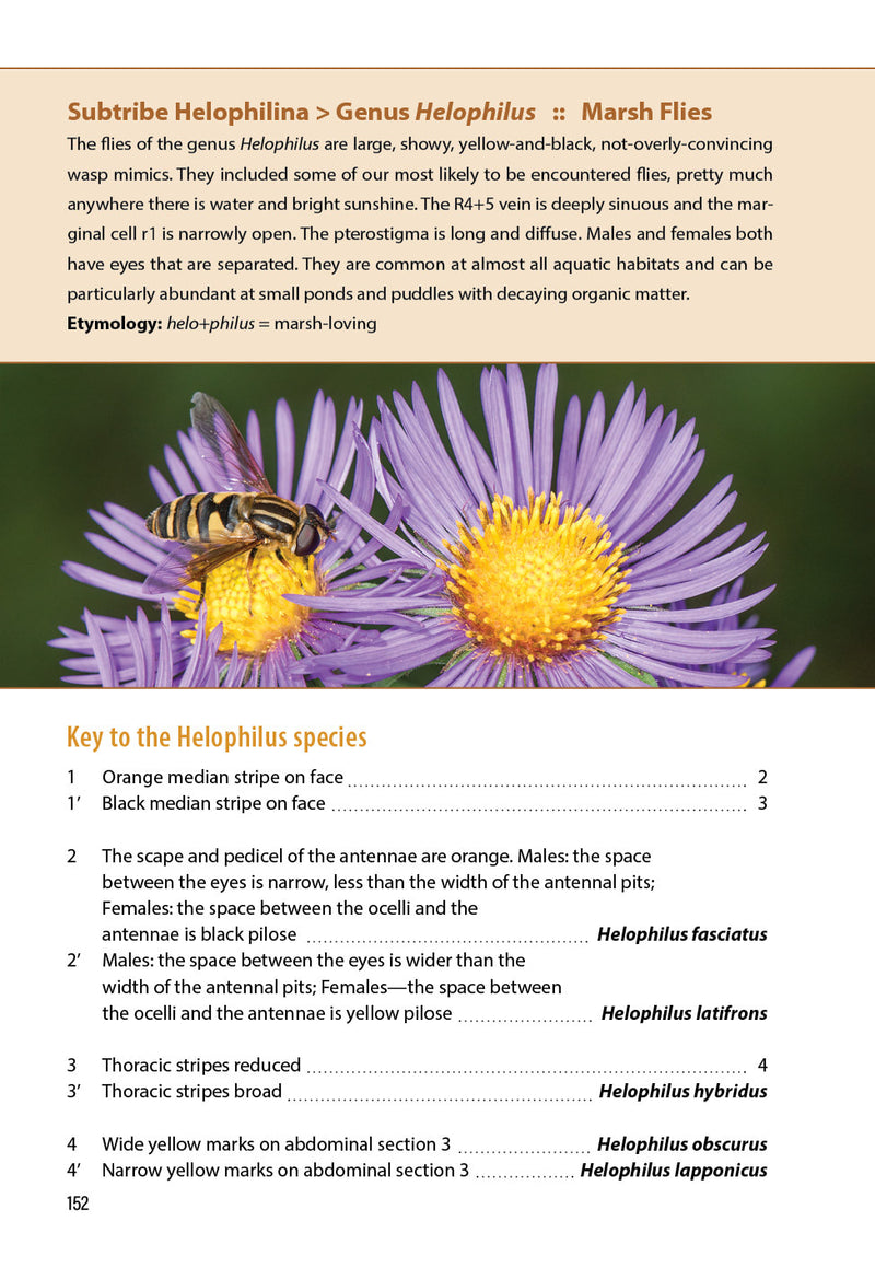 Flower Flies of Minnesota
sample pages