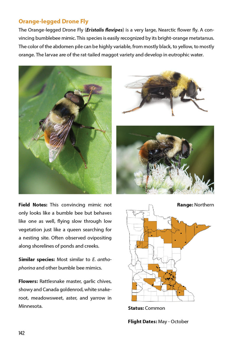 Flower Flies of Minnesota
sample pages
