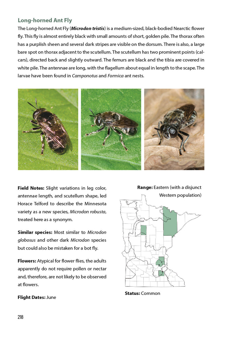 Flower Flies of Minnesota
sample pages