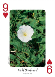 Wildflowers of the Midwest Playing Cards