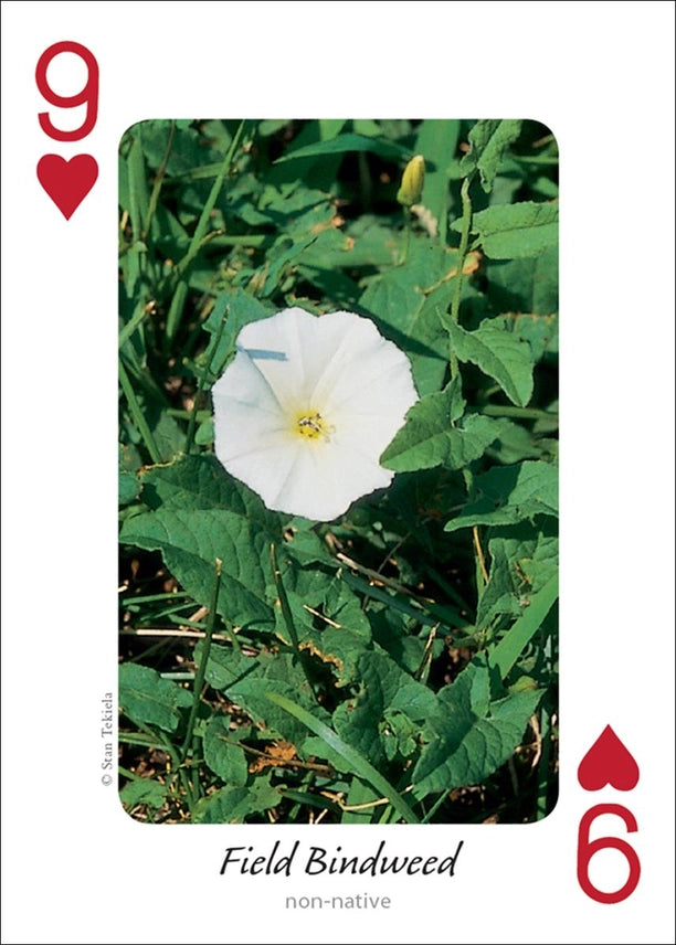 Wildflowers of the Midwest Playing Cards