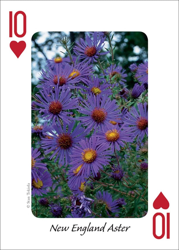Wildflowers of the Midwest Playing Cards