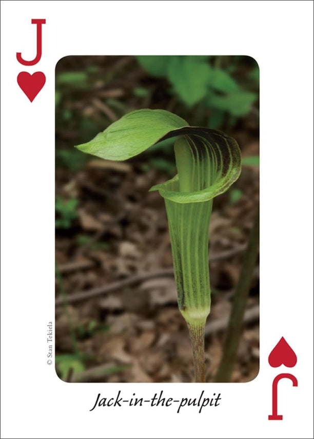 Wildflowers of the Midwest Playing Cards