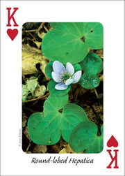 Wildflowers of the Midwest Playing Cards
