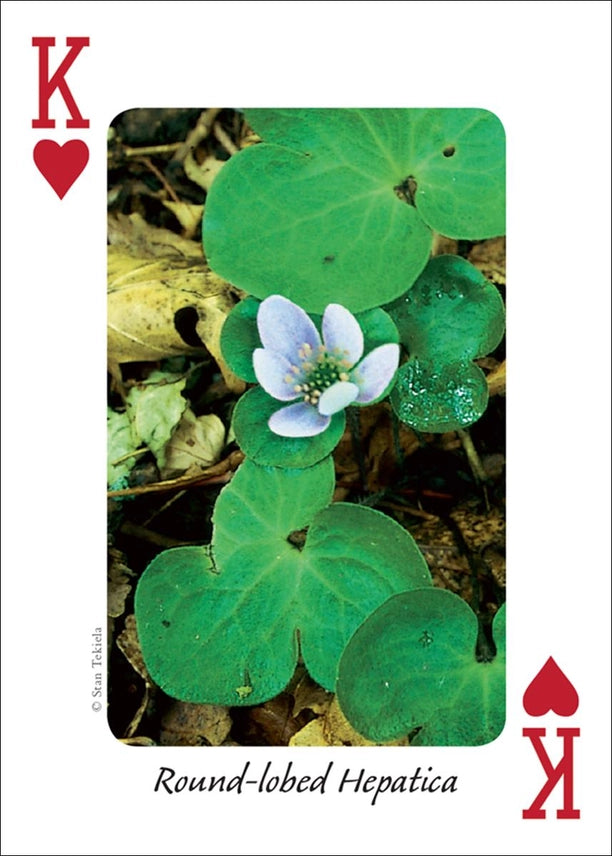 Wildflowers of the Midwest Playing Cards