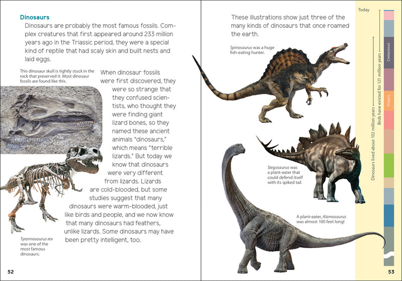 Fossils for Kids