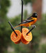 All Around Oriole Bundle - Fruit feeder in use