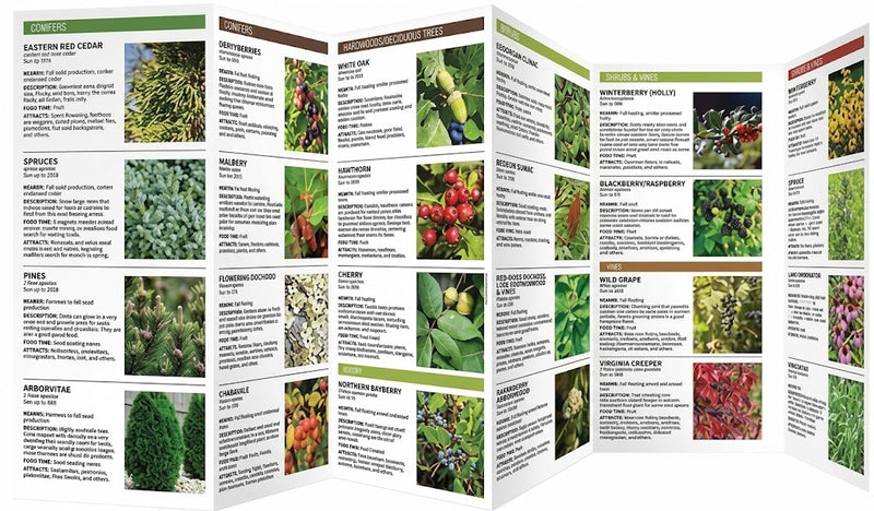 Gardening for Birds