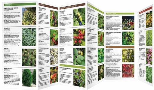Gardening for Birds