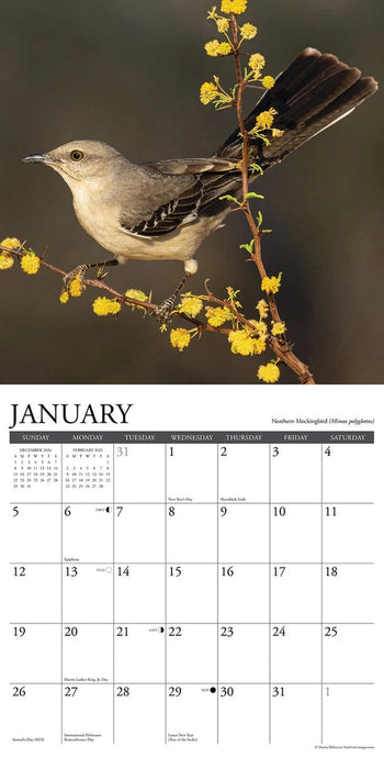 Garden Birds of North America 2025 Wall Calendar
Sample Page