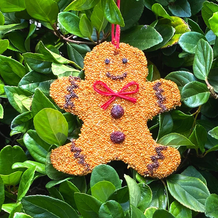 Gingerbread Man Christmas Cookie Seed Ornament against greenery