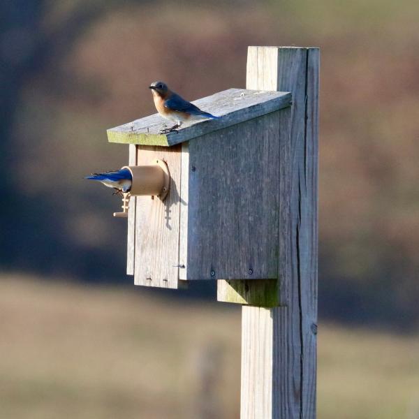 Screw-On Bird Guardian - Birdhouse Protector
In use on a bluebird nesting box