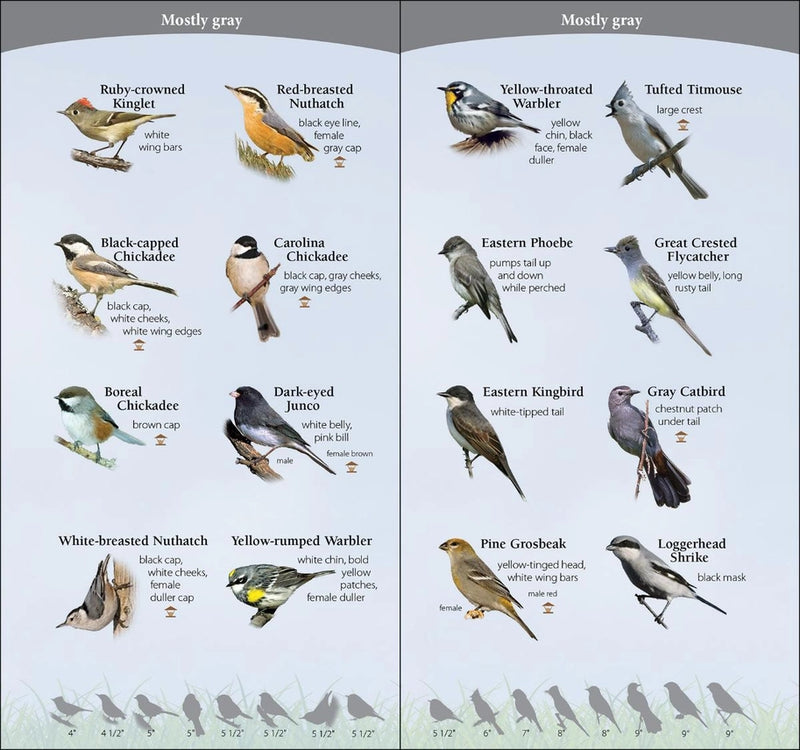 Birds of the Midwest Quick Guide sample pages