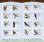 Birds of the Midwest Quick Guide sample pages