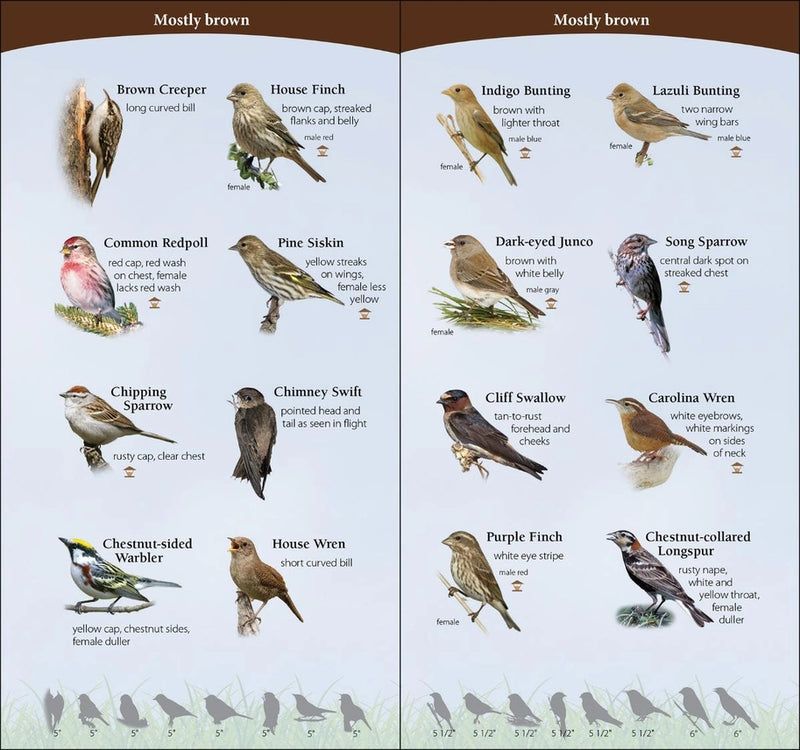 Birds of the Midwest Quick Guide sample pages