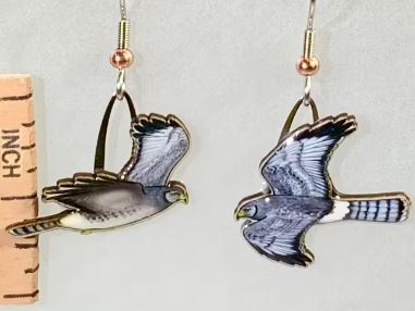Northern Harrier Earrings with ruler for scale