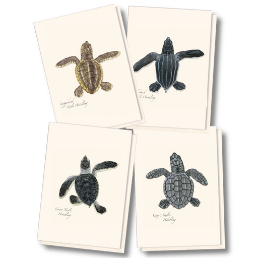 Sea Turtle Hatchling Assortment Notecard Boxed Set of 8