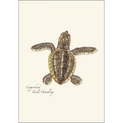 Sea Turtle Hatchling Assortment Notecard Boxed Set of 8
loggerhead turtle hatchling