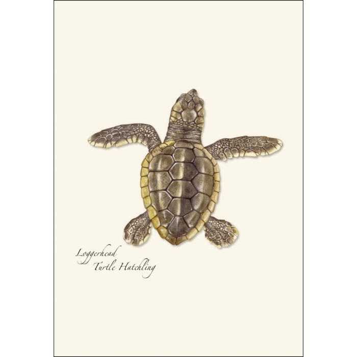 Sea Turtle Hatchling Assortment Notecard Boxed Set of 8
loggerhead turtle hatchling
