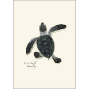 Sea Turtle Hatchling Assortment Notecard Boxed Set of 8
Green turtle hatchling