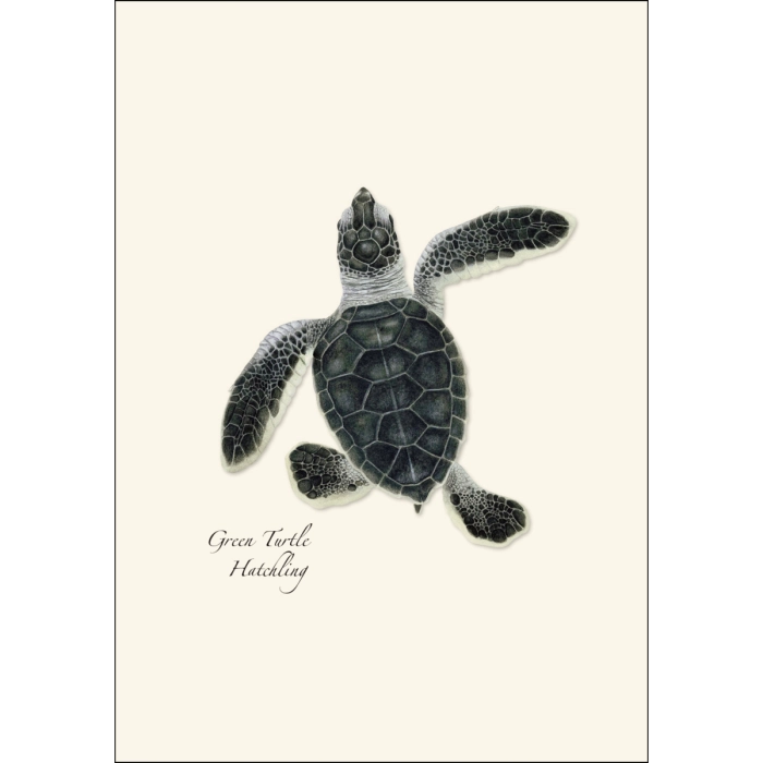 Sea Turtle Hatchling Assortment Notecard Boxed Set of 8
Green turtle hatchling