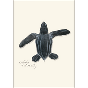 Sea Turtle Hatchling Assortment Notecard Boxed Set of 8
leatherback Turtle Hatchling