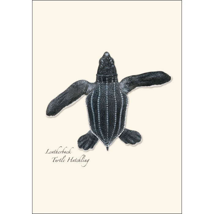 Sea Turtle Hatchling Assortment Notecard Boxed Set of 8
leatherback Turtle Hatchling