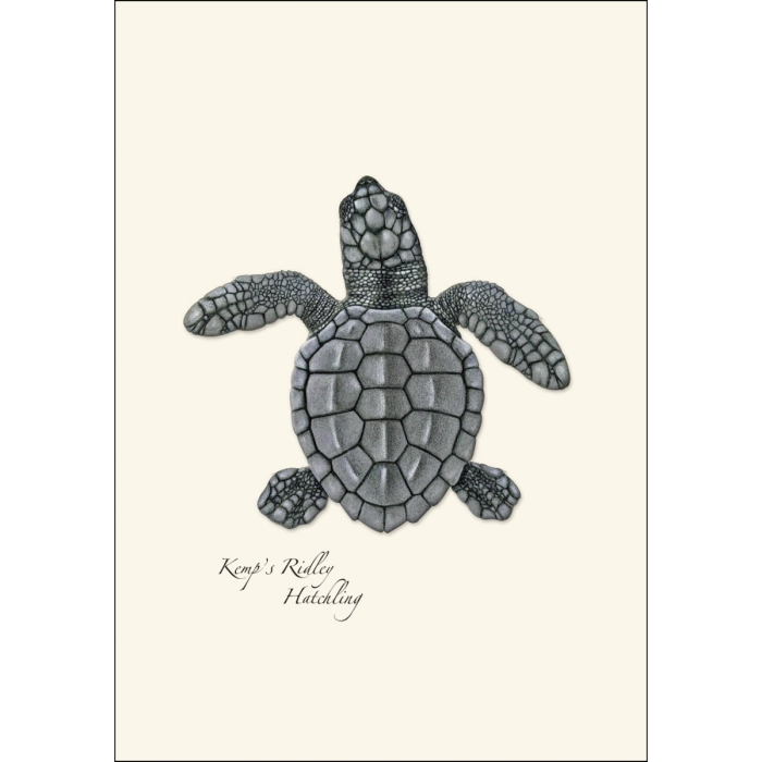 Sea Turtle Hatchling Assortment Notecard Boxed Set of 8
Kemp's Ridley Hatchling