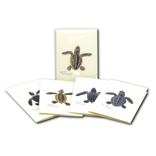 Sea Turtle Hatchling Assortment Notecard Boxed Set of 8