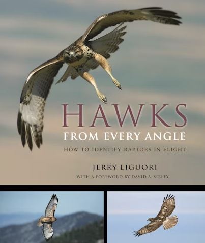 Hawks from Every Angle: How to Identify Raptors In Flight