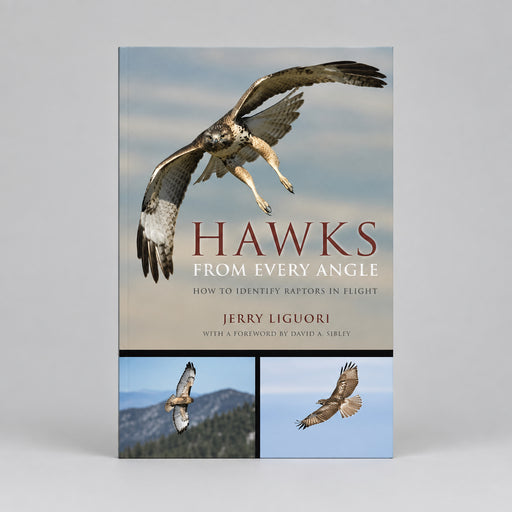 Hawks from Every Angle: How to Identify Raptors In Flight