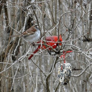 Christmas Cardinal Delight Bundle - heart ornament with sparrow and cardinal