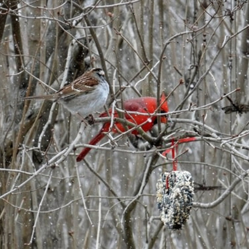 Christmas Cardinal Delight Bundle - heart ornament with sparrow and cardinal