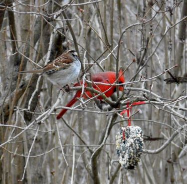 Christmas Cardinal Delight Bundle - heart ornament with sparrow and cardinal