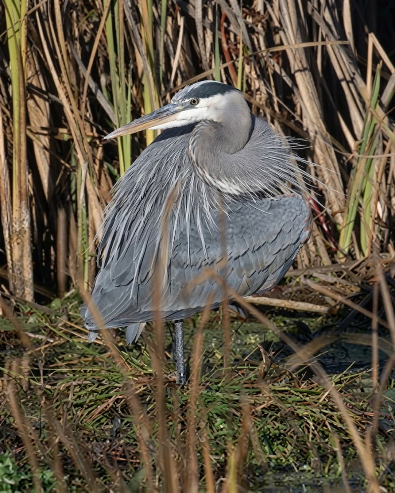 Great Blue Heron Assortment Notecards - Set of 4