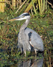 Great Blue Heron Assortment Notecards - Set of 4