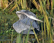 Great Blue Heron Assortment Notecards - Set of 4