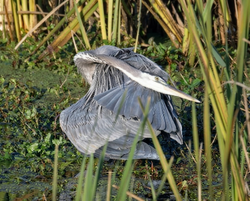 Great Blue Heron Assortment Notecards - Set of 4