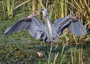 Great Blue Heron Assortment Notecards - Set of 4
