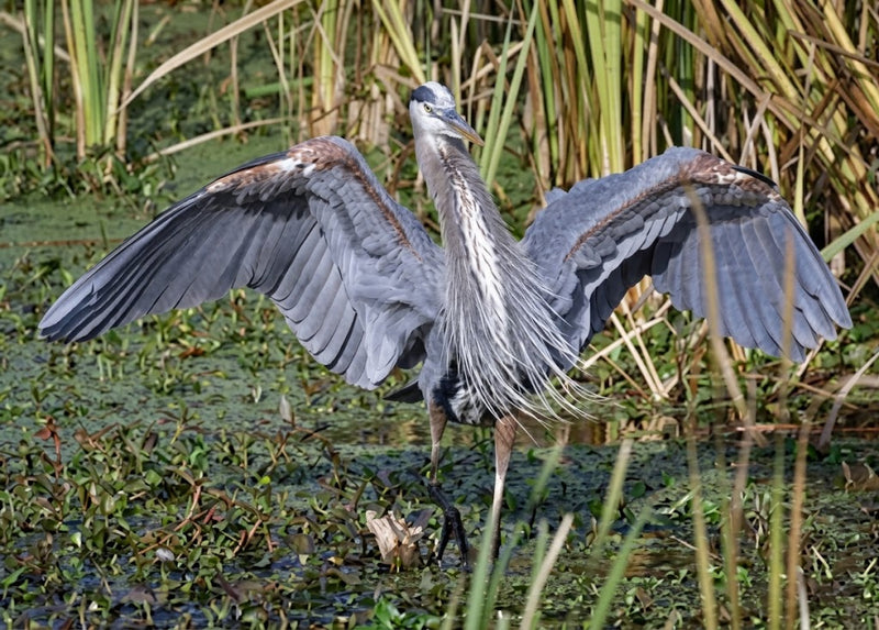 Great Blue Heron Assortment Notecards - Set of 4