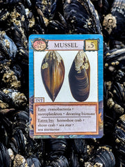 Ecologies: Hidden Habitats Card Game
mussel card